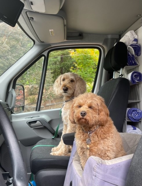 Two Dogs In Cab