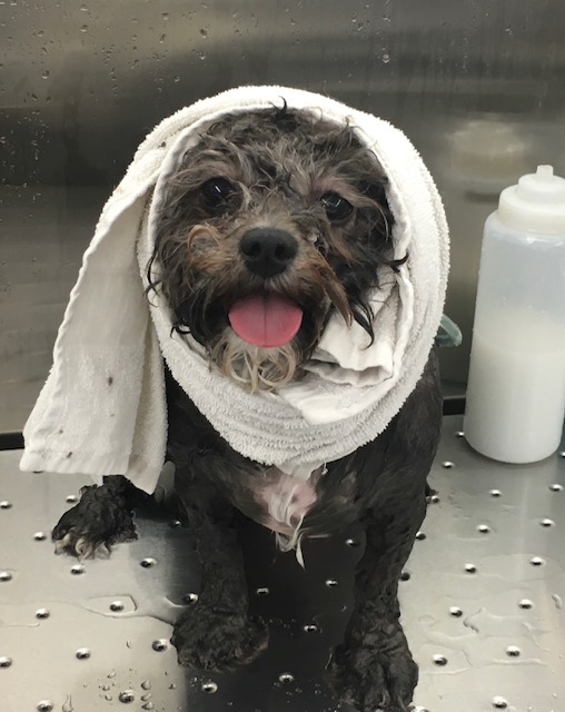 Doggie With Towel